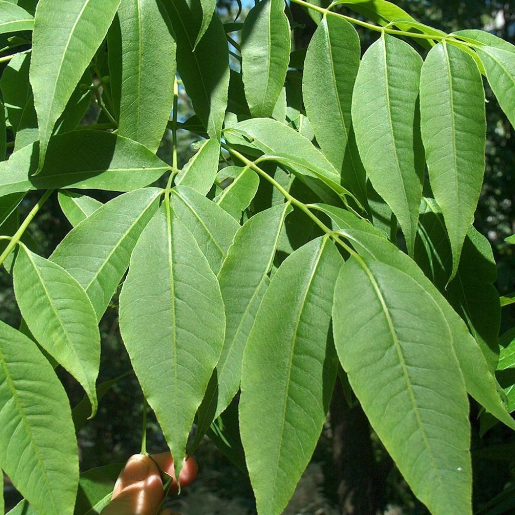 Phellodendron amurense - Arbre au liège de l'Amour