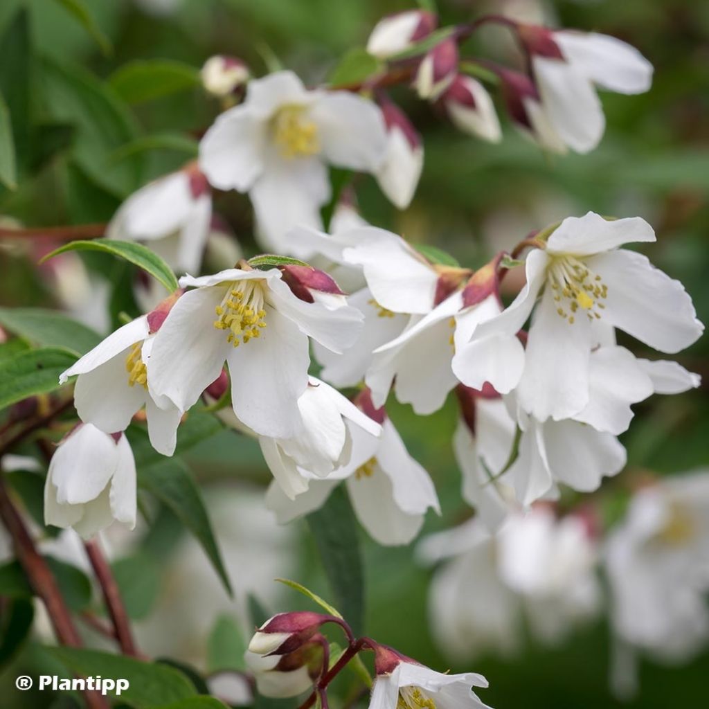 Philadelphus Dainty Lady - Seringat 