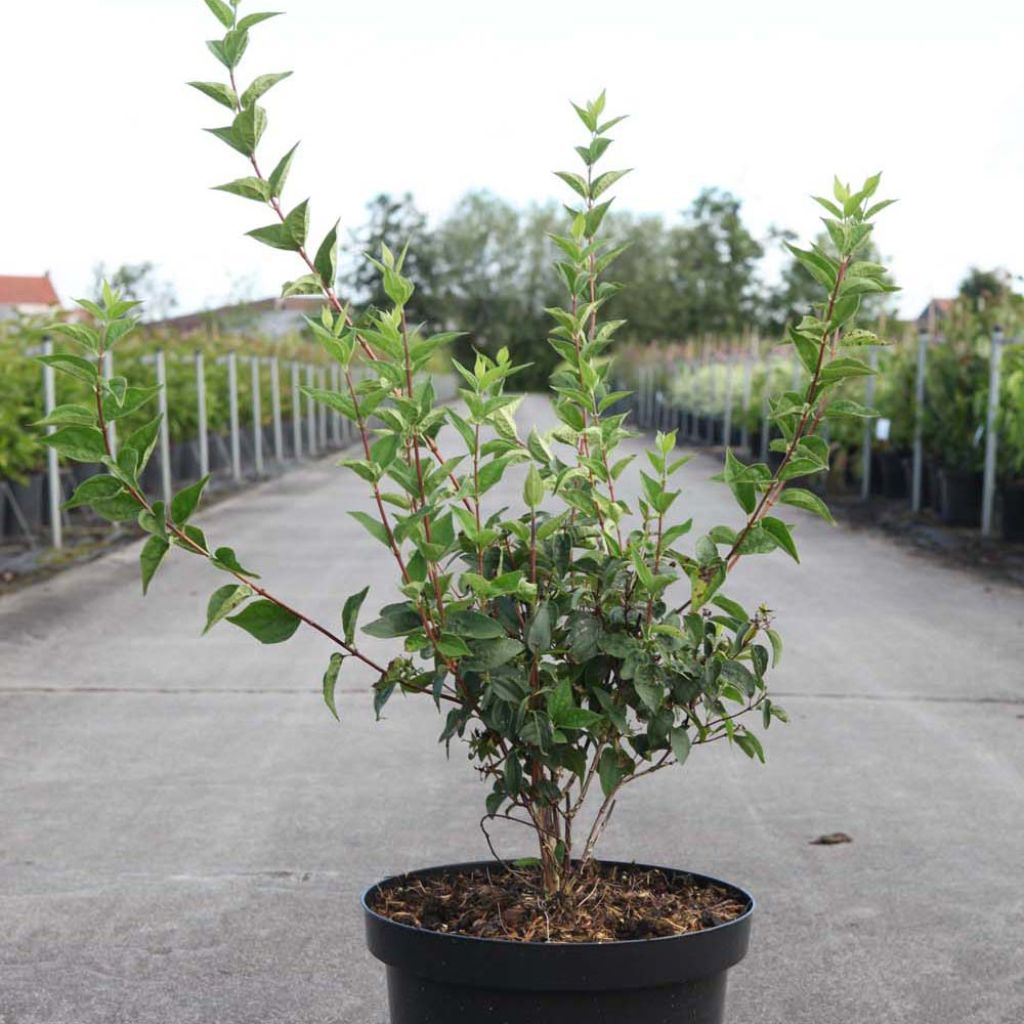 Philadelphus Dame Blanche - Filadelfo