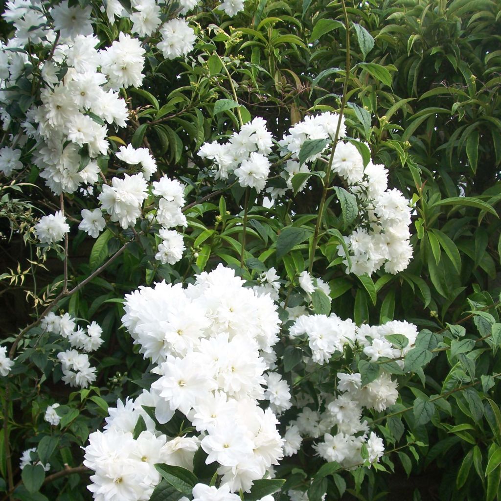 Philadelphus Frosty Morn - Seringat