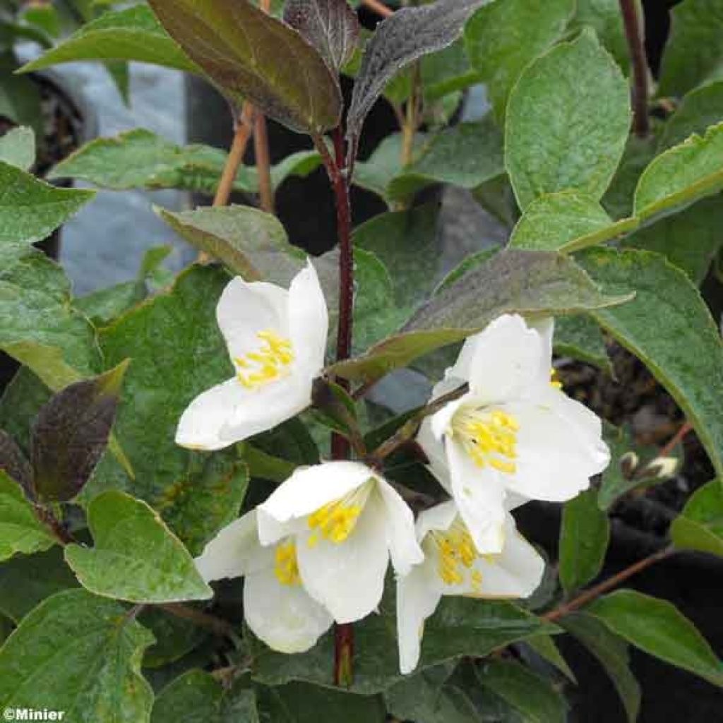 Seringat des jardins - Philadelphus Starbright