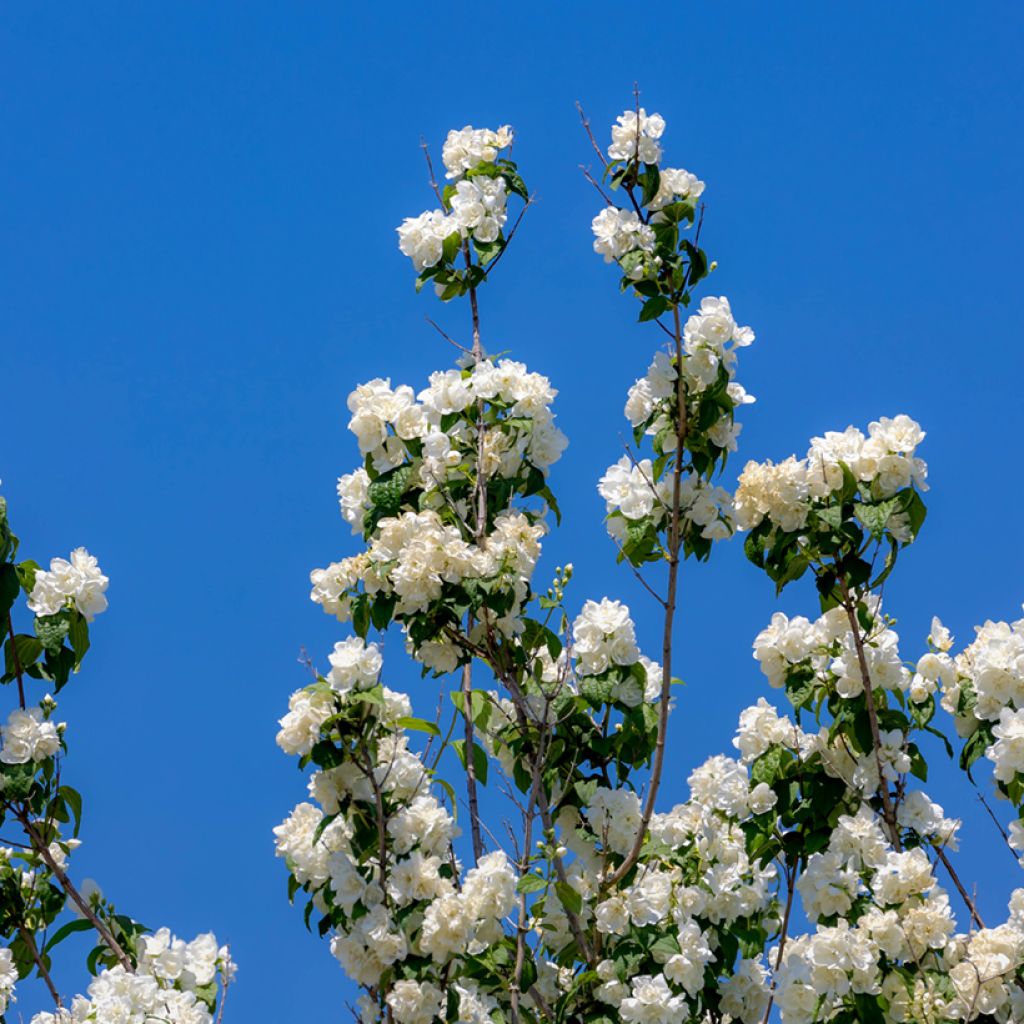 Philadelphus Virginal - Filadelfo