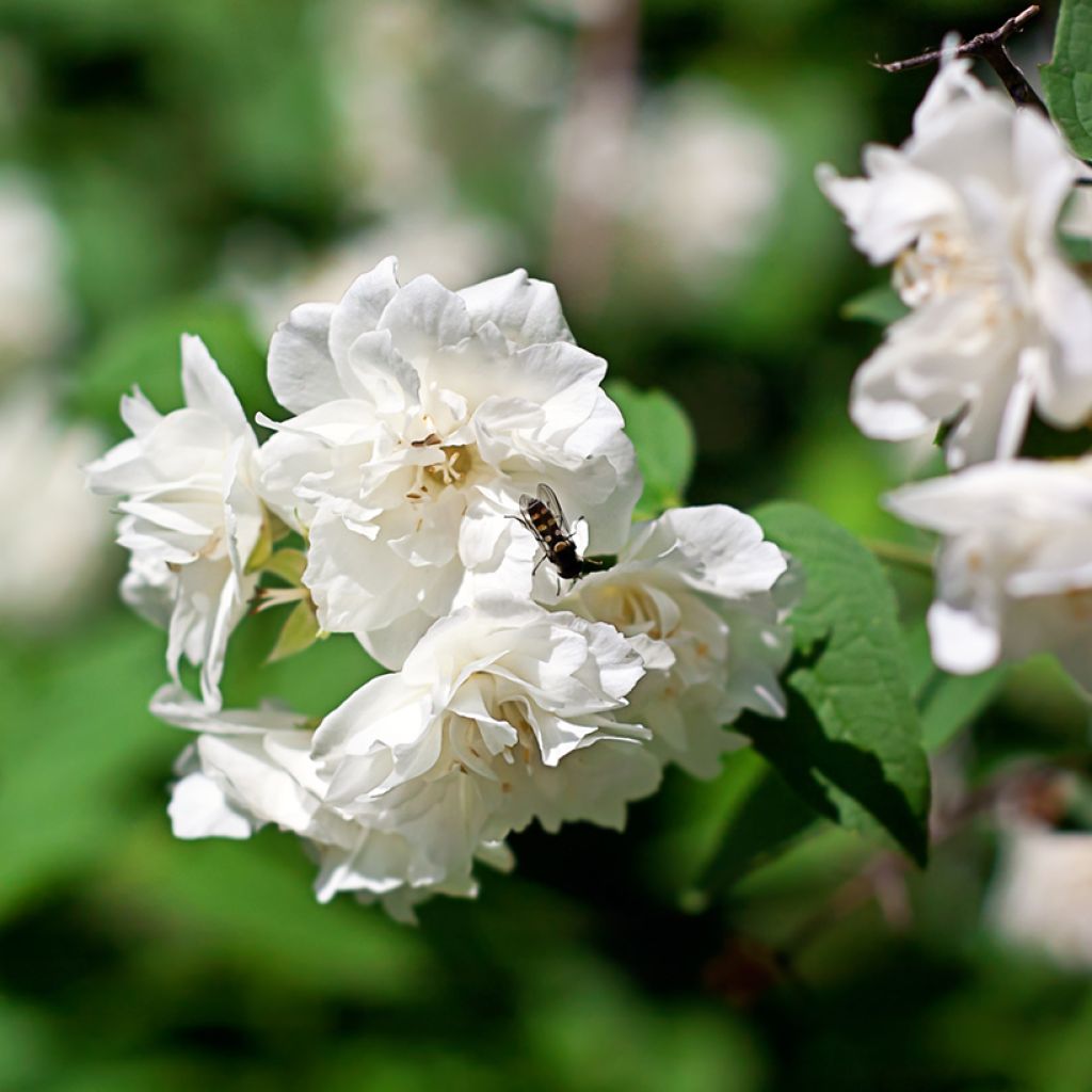 Philadelphus Virginal - Filadelfo