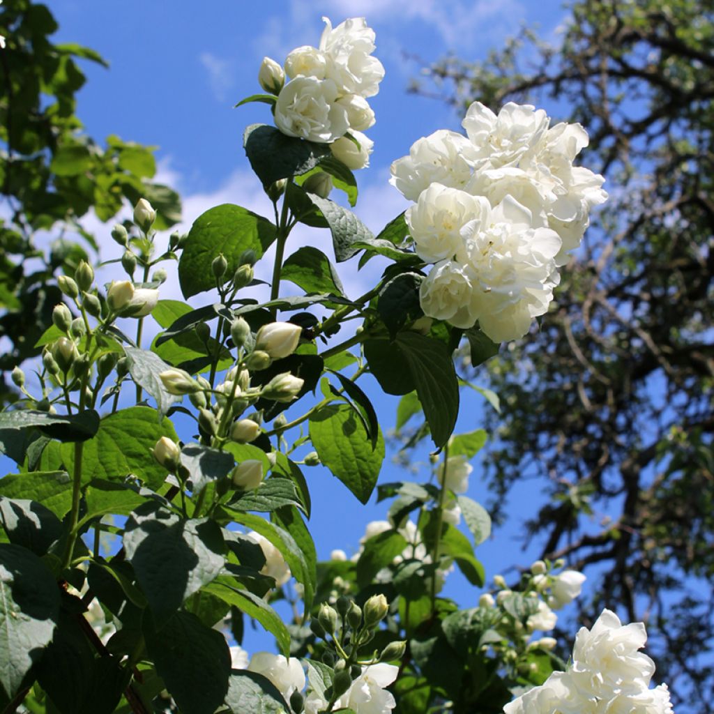 Philadelphus Virginal - Filadelfo