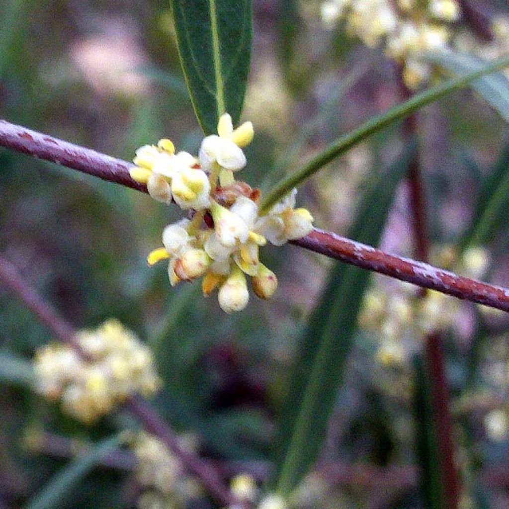 Phillyrea angustifolia - Filaire à feuilles étroites