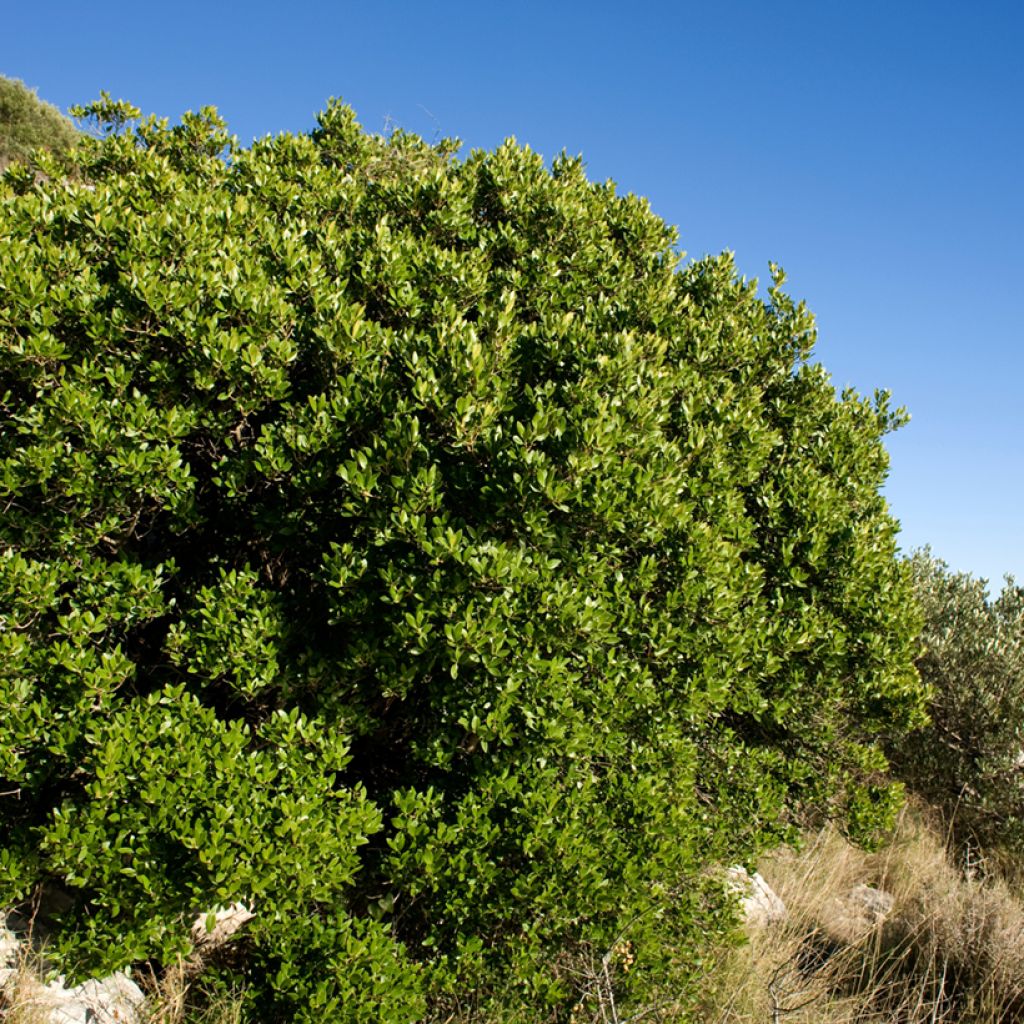 Phillyrea latifolia - Ilatro comune