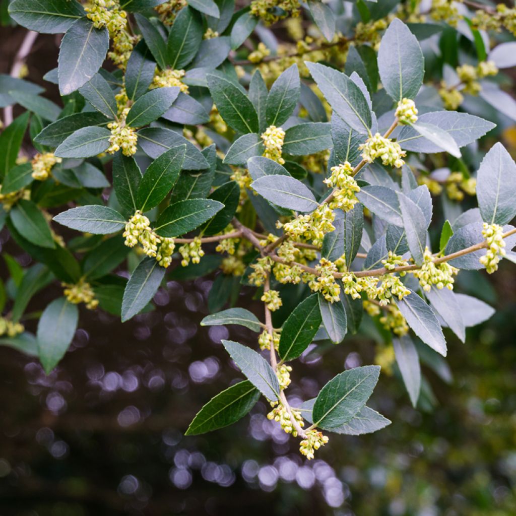 Phillyrea latifolia - Ilatro comune