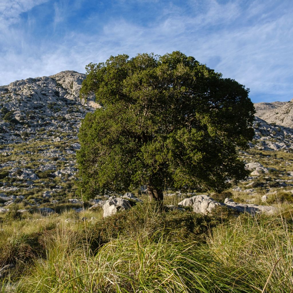 Phillyrea latifolia - Ilatro comune