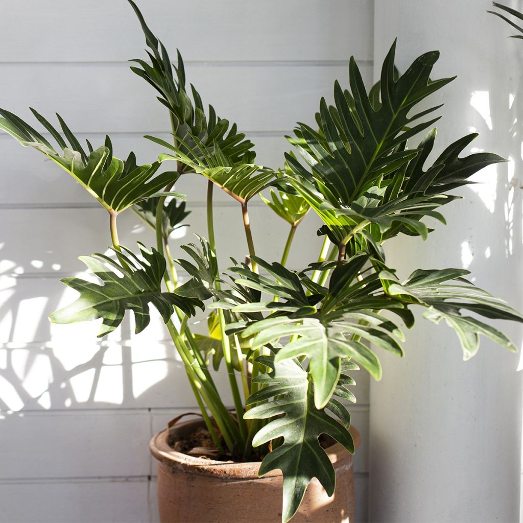 Philodendron xanadu - Thaumatophyllum xanadu