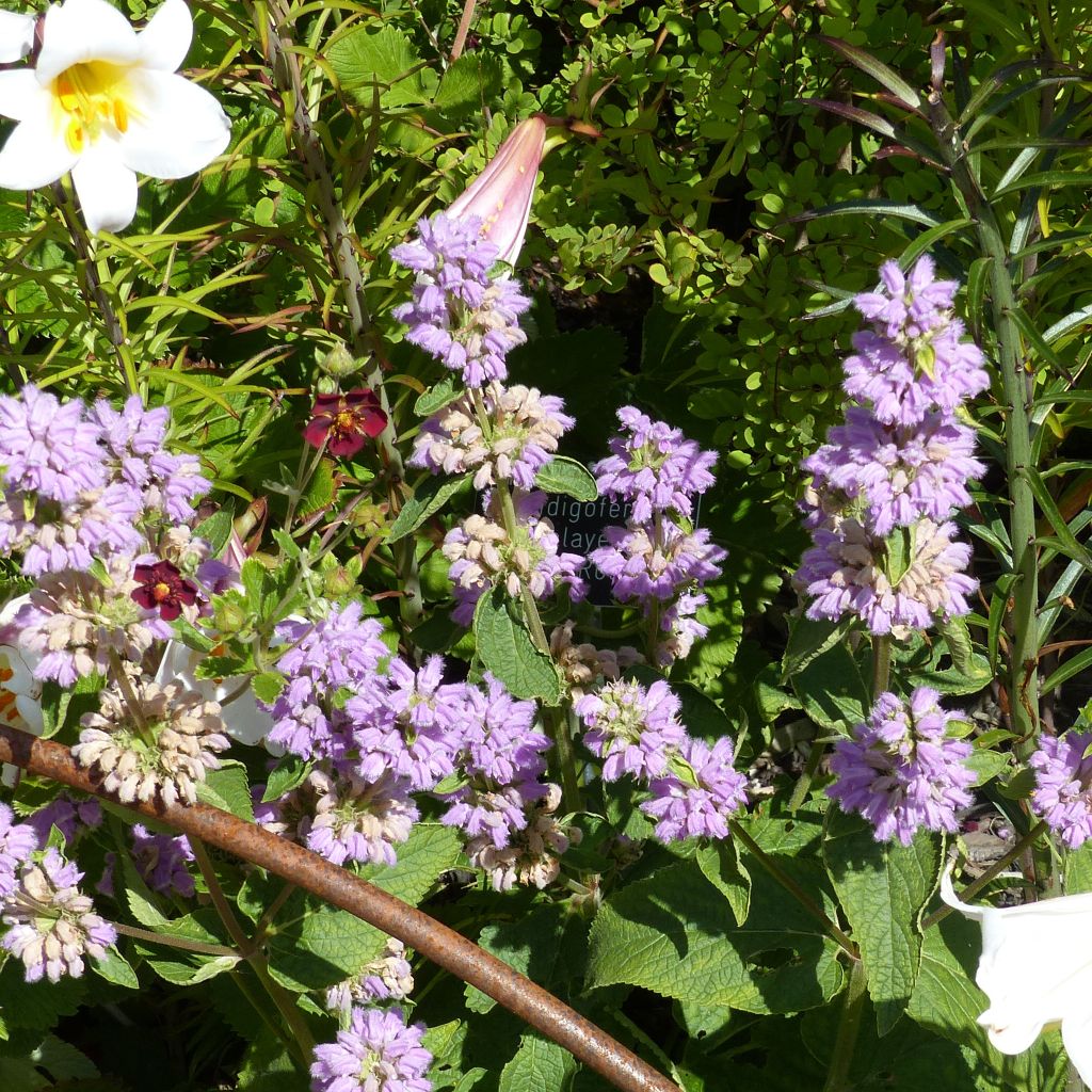 Phlomis cashmeriana