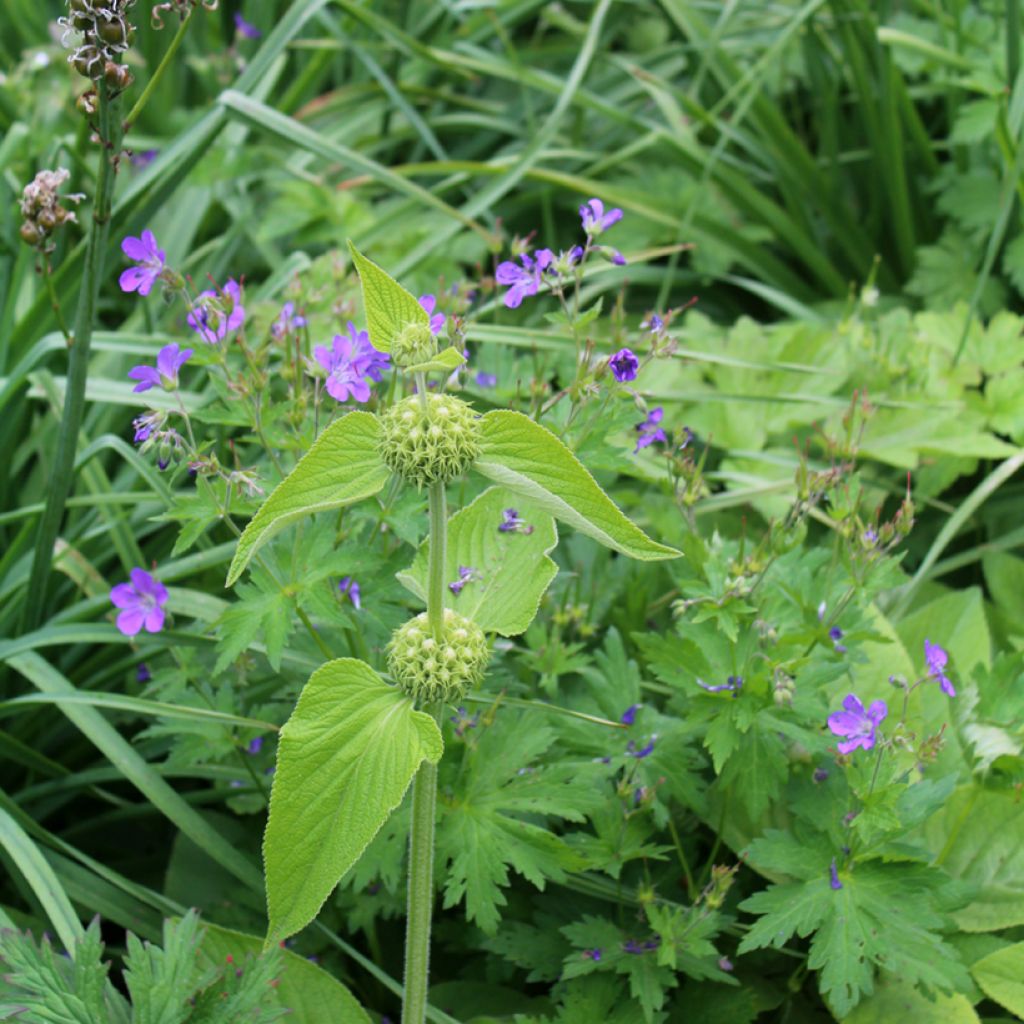 Phlomis russeliana