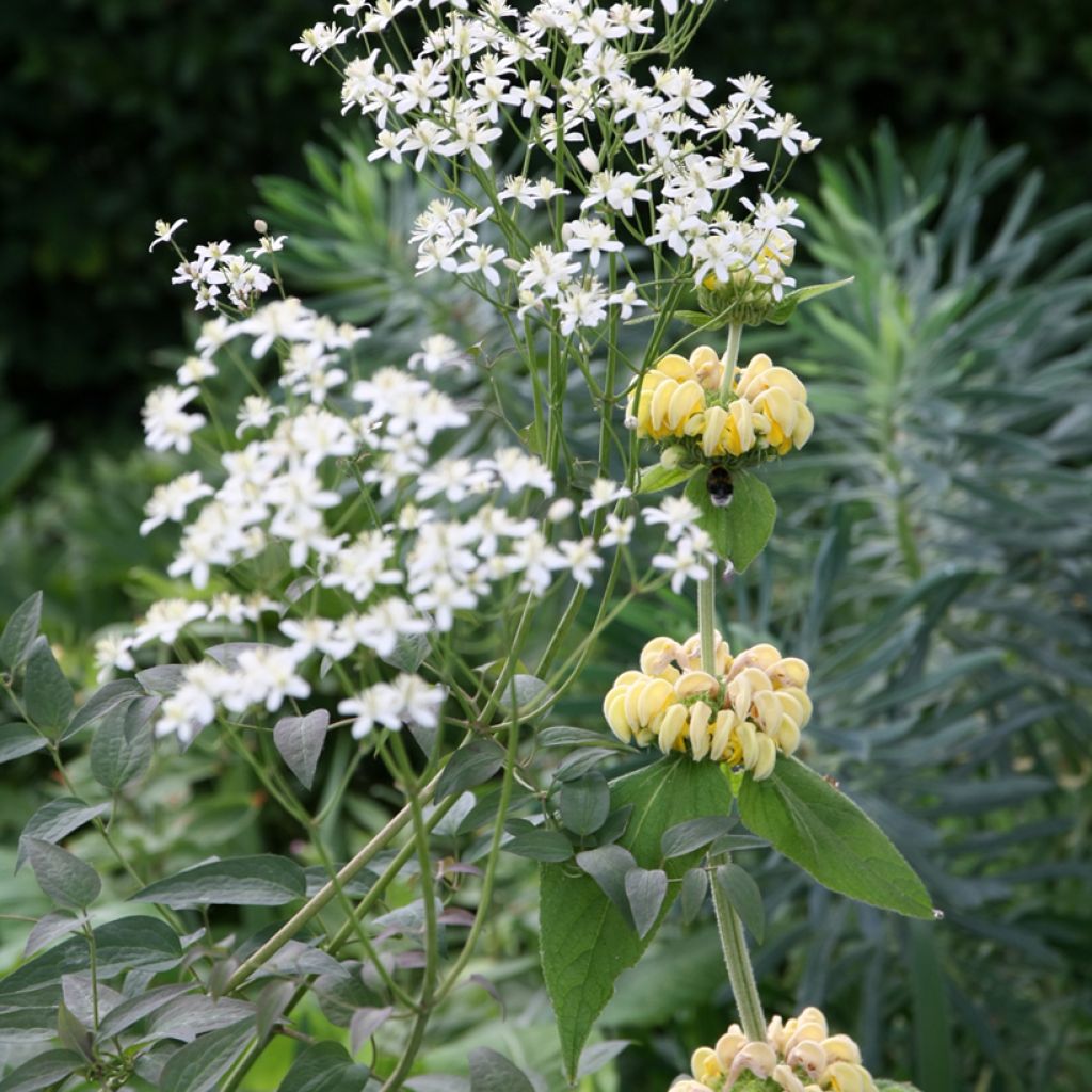 Phlomis russeliana