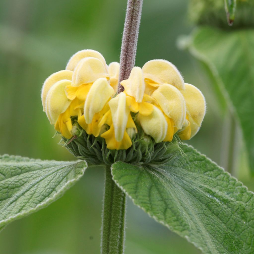 Phlomis russeliana