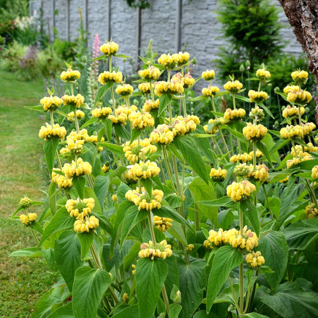 Phlomis russeliana