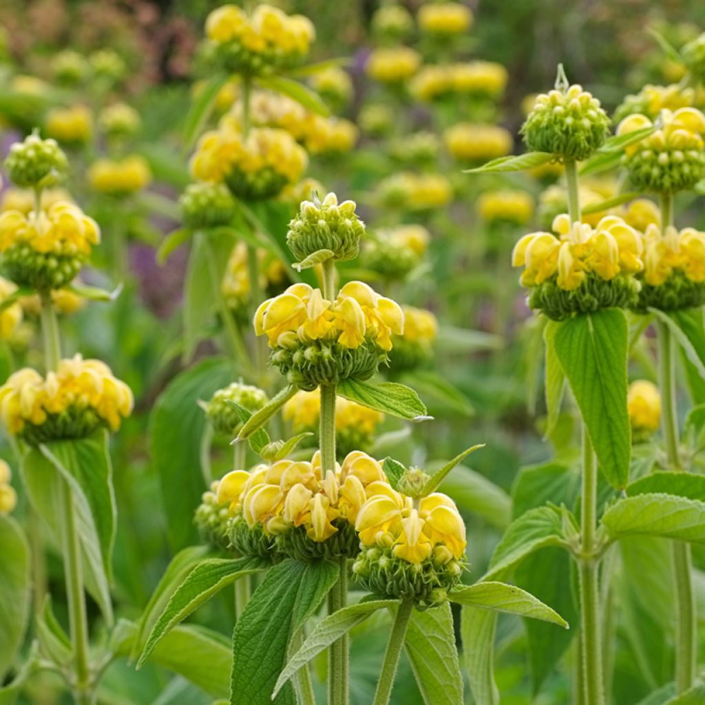 Phlomis russeliana