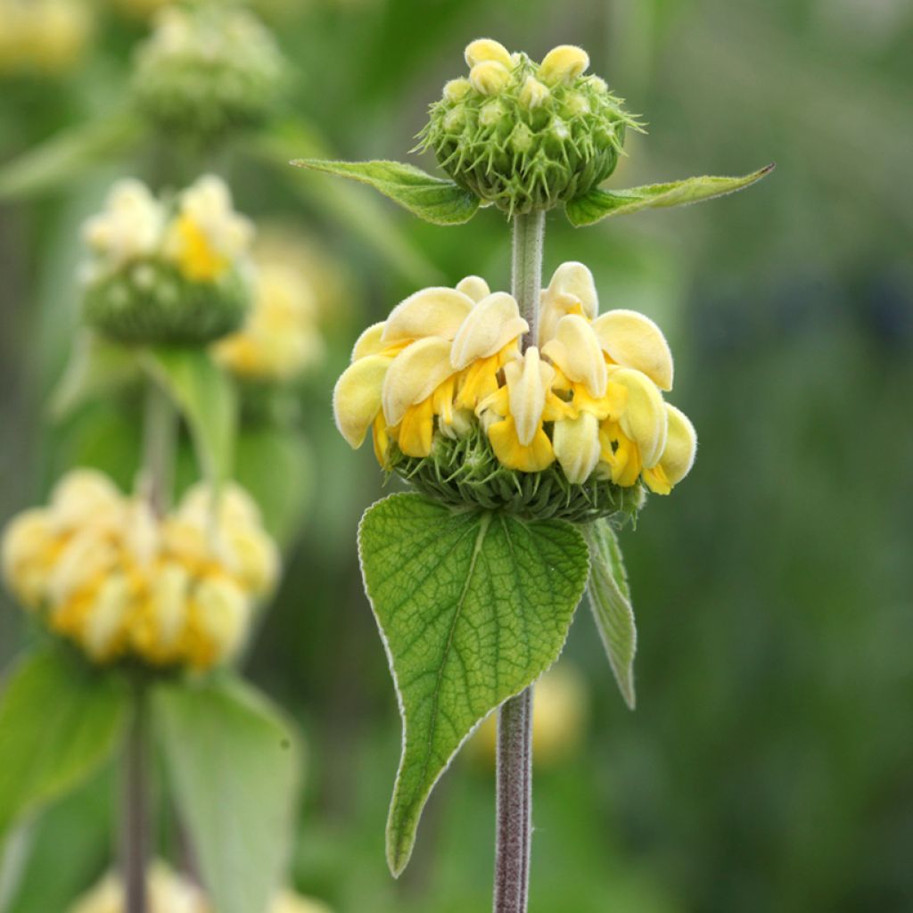 Phlomis russeliana