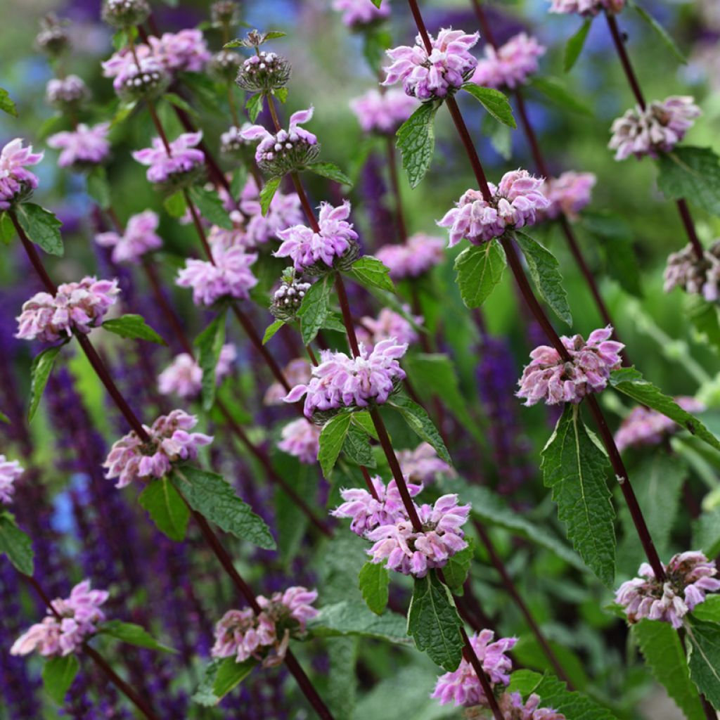 Phlomis cashmeriana