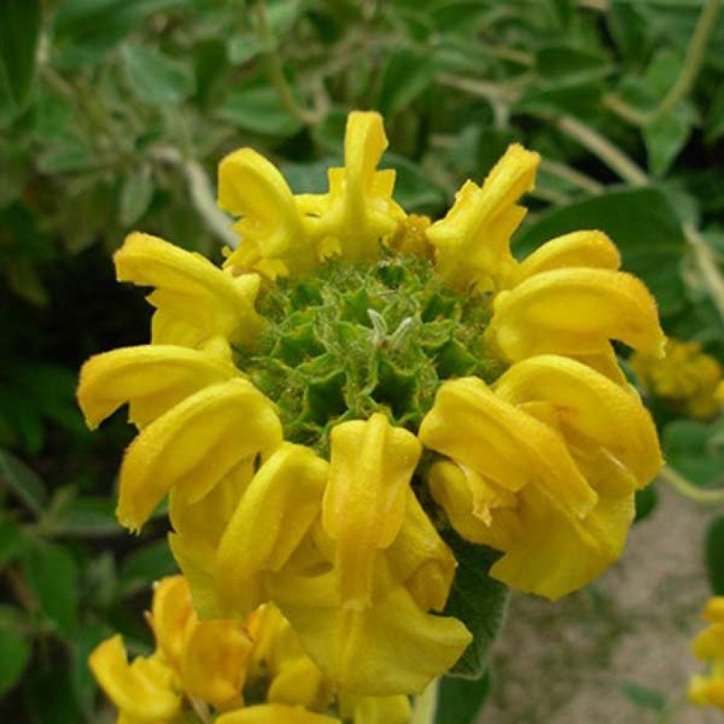 Phlomis fruticosa - Salvia di Gerusalemme