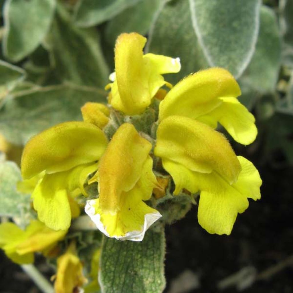 Phlomis fruticosa - Salvia di Gerusalemme