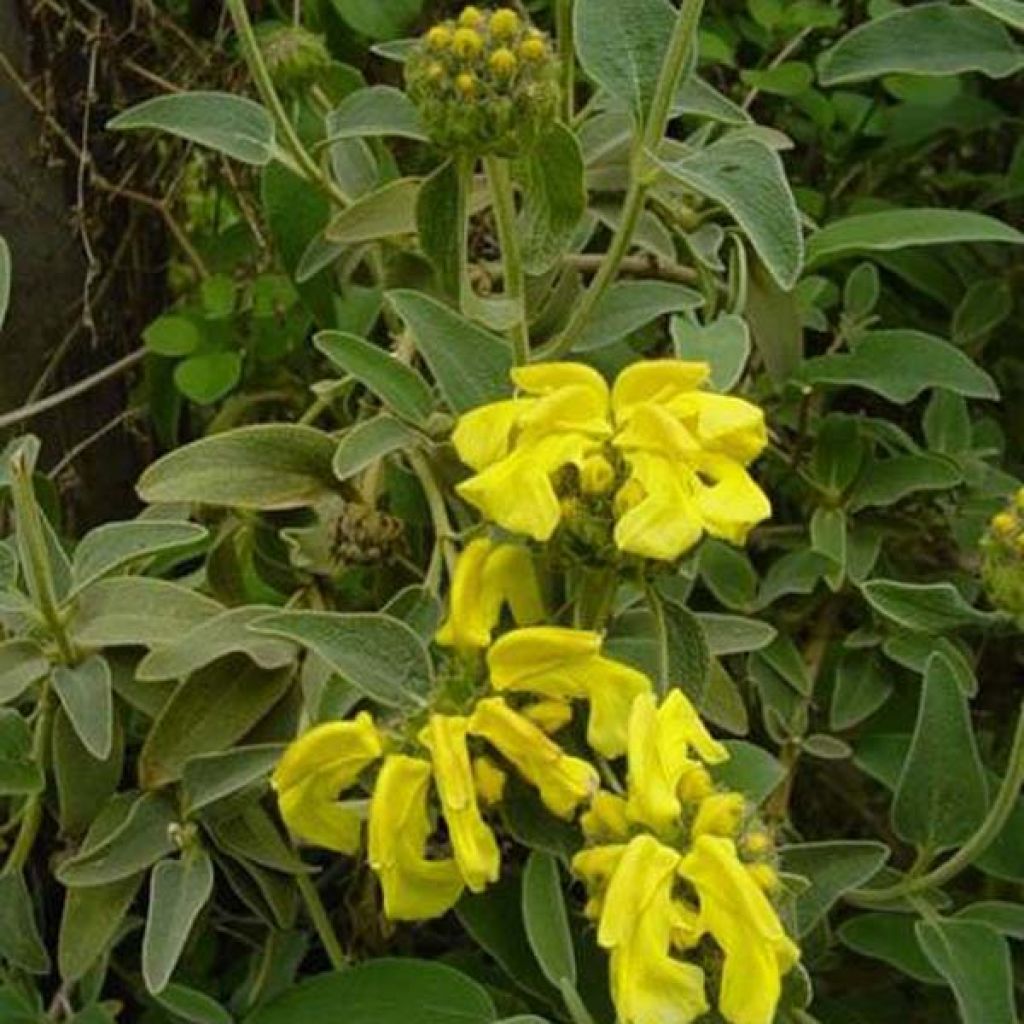 Phlomis fruticosa - Salvia di Gerusalemme