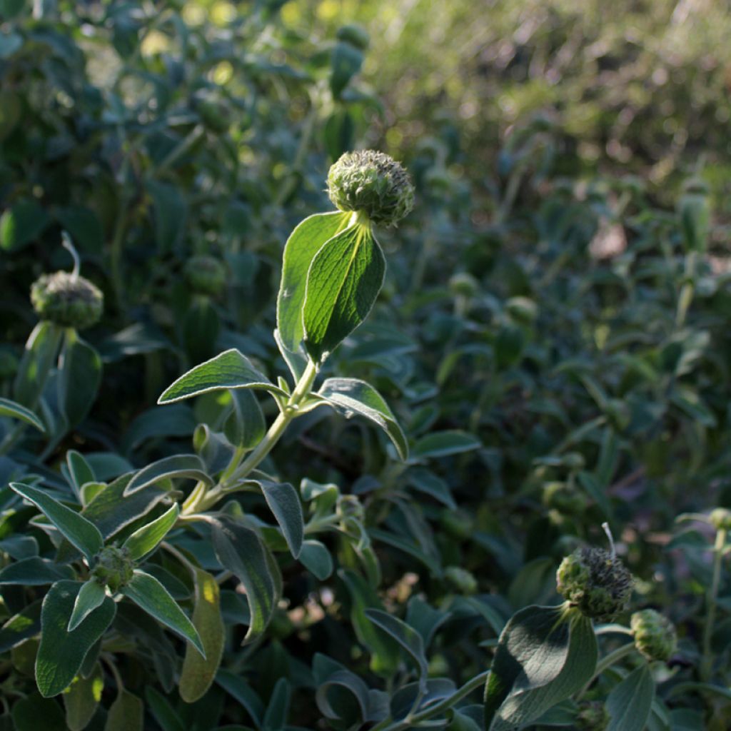 Phlomis fruticosa - Salvia di Gerusalemme