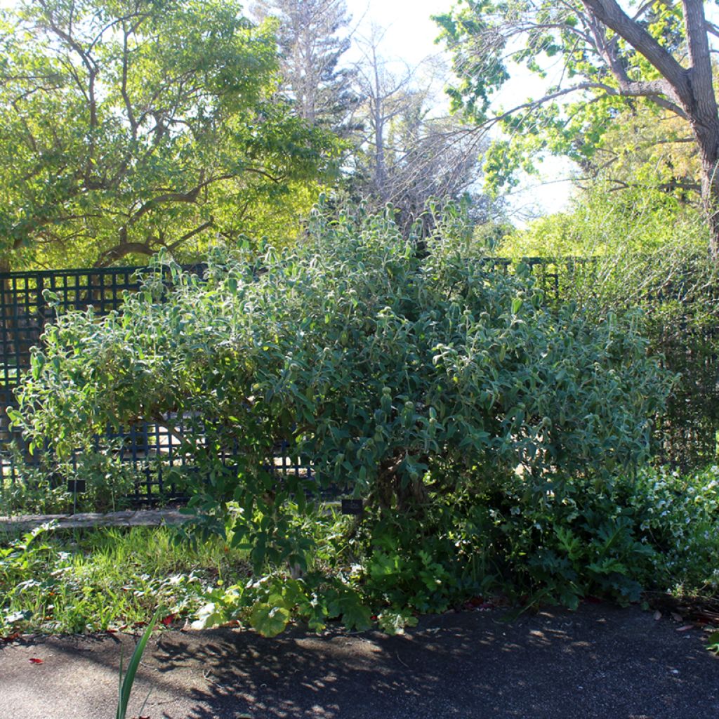 Phlomis fruticosa - Salvia di Gerusalemme