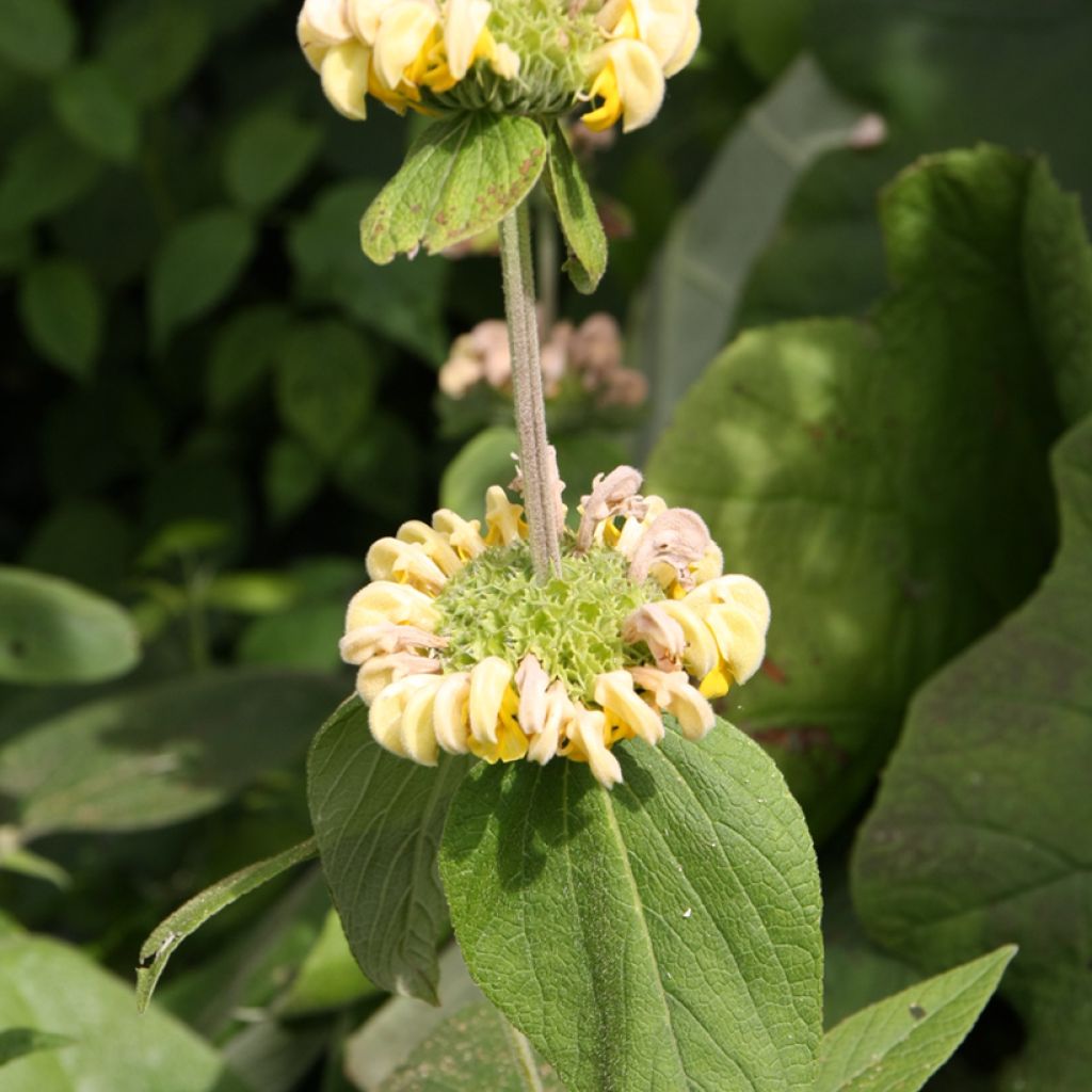 Phlomis fruticosa - Salvia di Gerusalemme