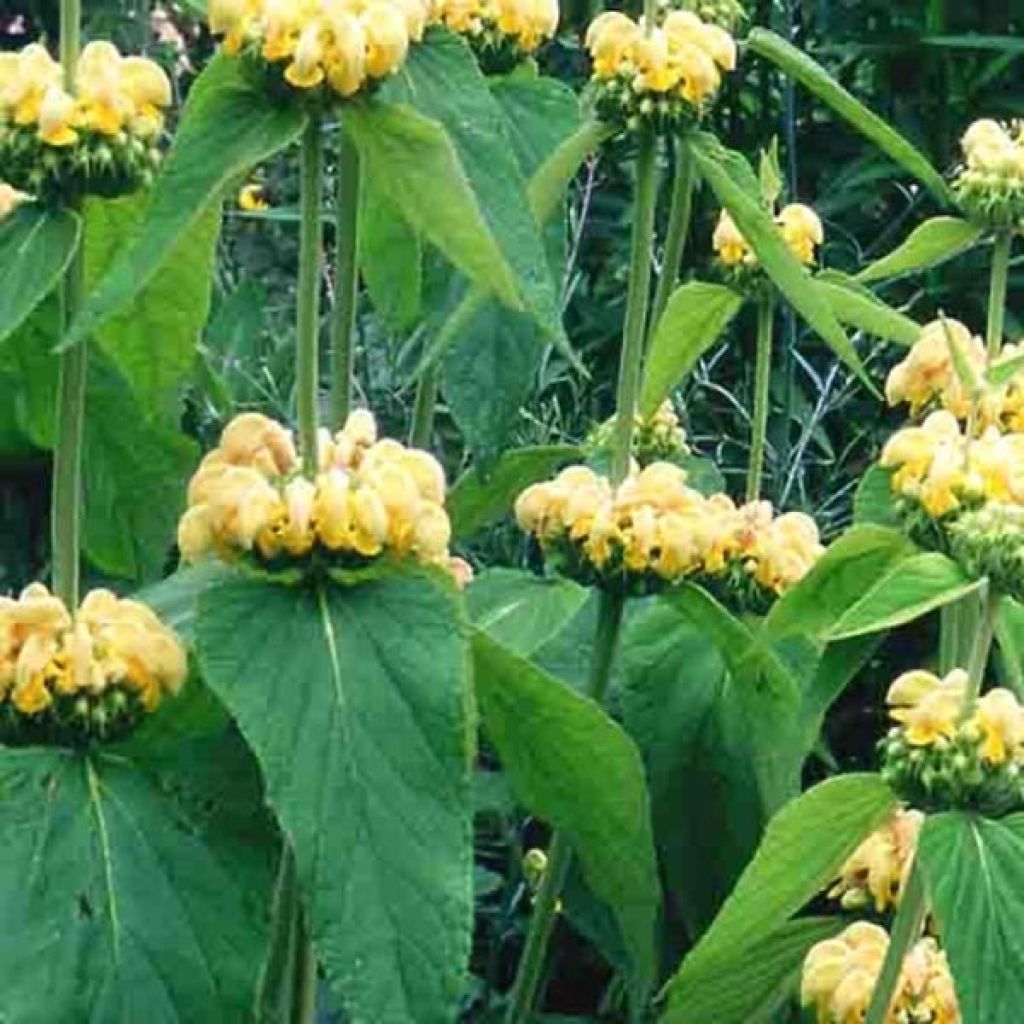 Phlomis russeliana