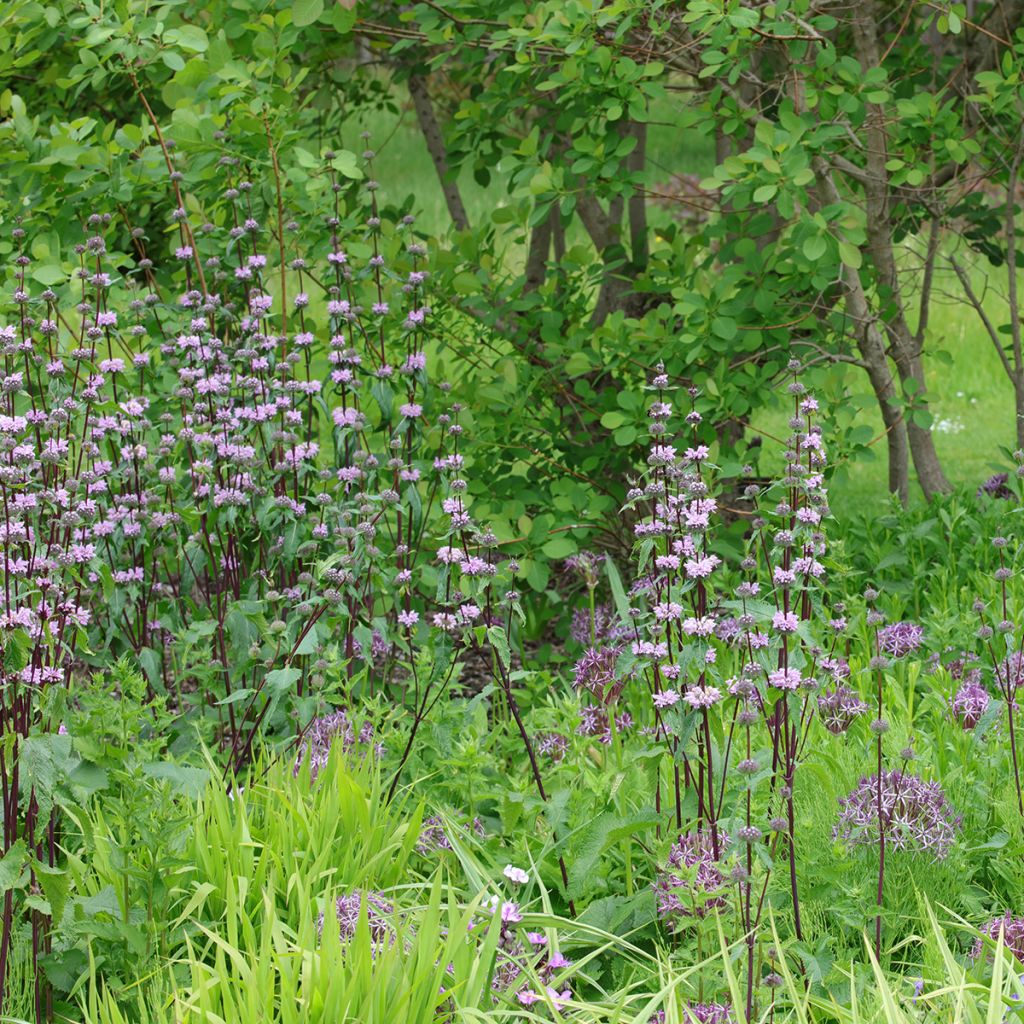 Phlomis tuberosa Amazone - Verbasco dalle foglie di salvia