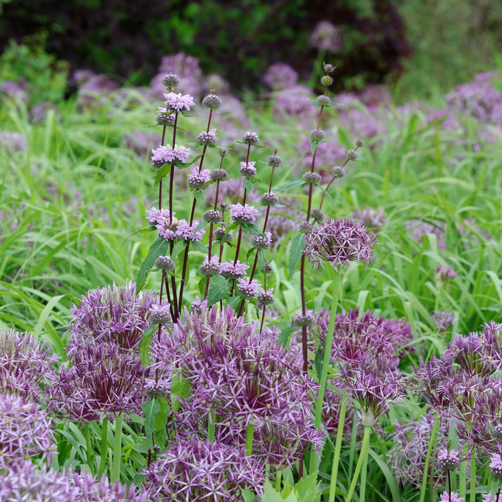 Phlomis tuberosa Amazone - Verbasco dalle foglie di salvia