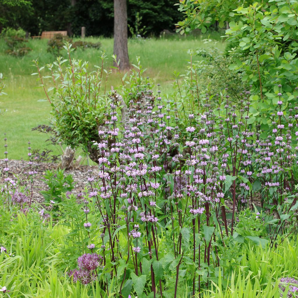 Phlomis tuberosa Amazone - Verbasco dalle foglie di salvia