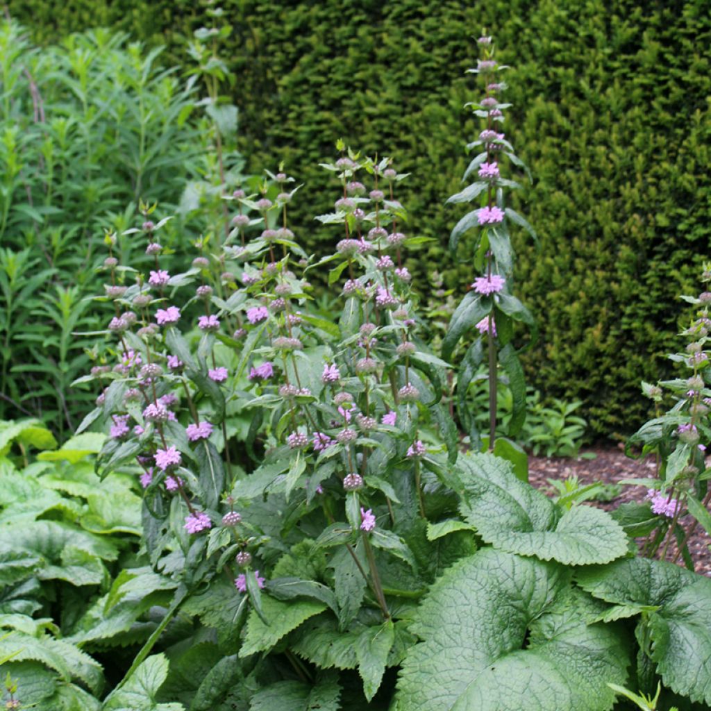 Phlomis tuberosa Amazone - Verbasco dalle foglie di salvia