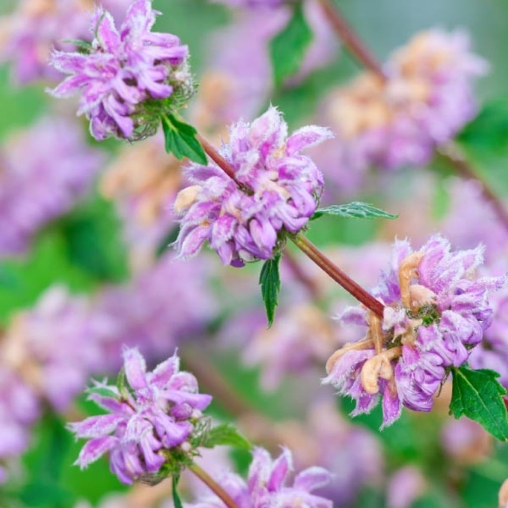 Phlomis tuberosa Amazone - Verbasco dalle foglie di salvia