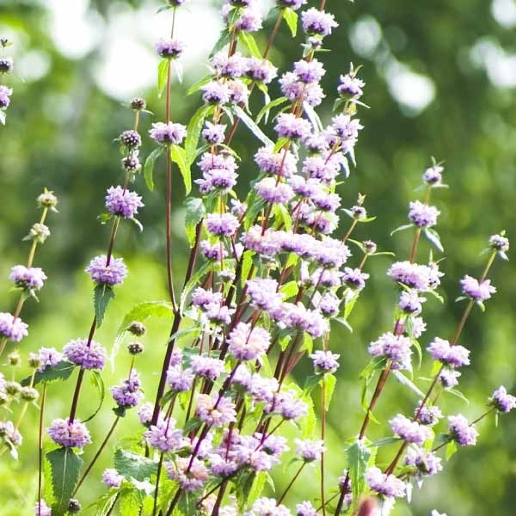 Phlomis tuberosa Amazone - Verbasco dalle foglie di salvia