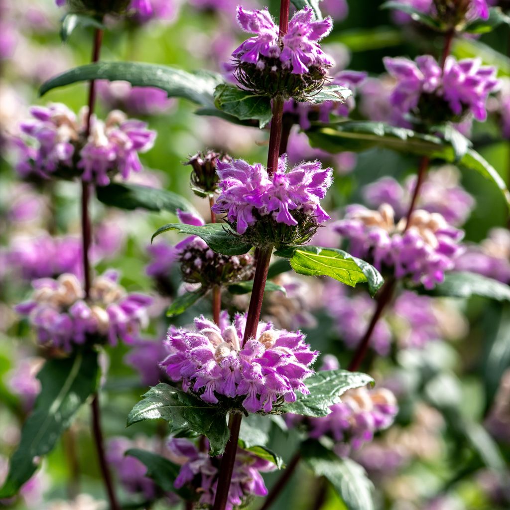 Phlomis tuberosa Amazone - Verbasco dalle foglie di salvia