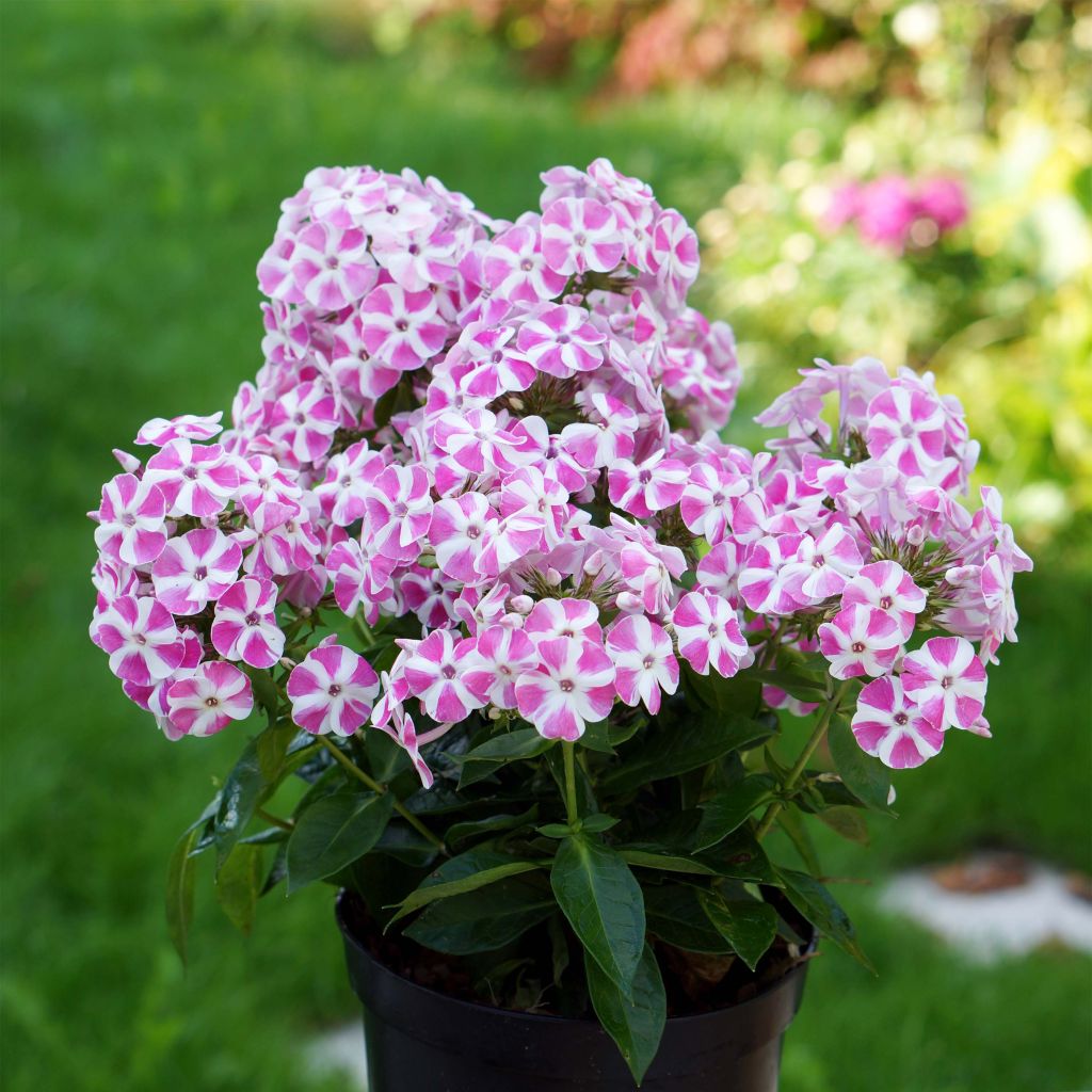 Phlox Bambini Candy Crush® - Phlox paniculé