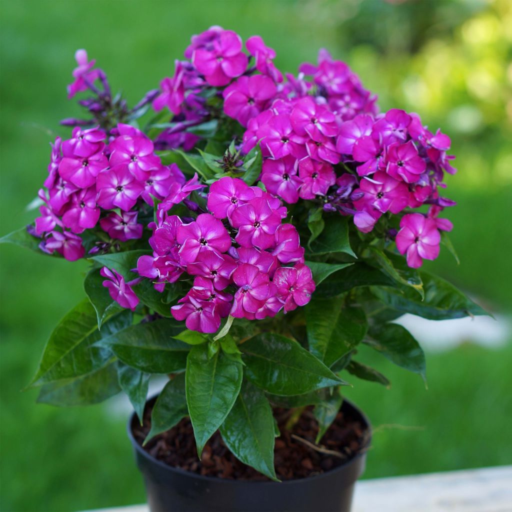 Phlox Bambini Desire® - Phlox paniculé