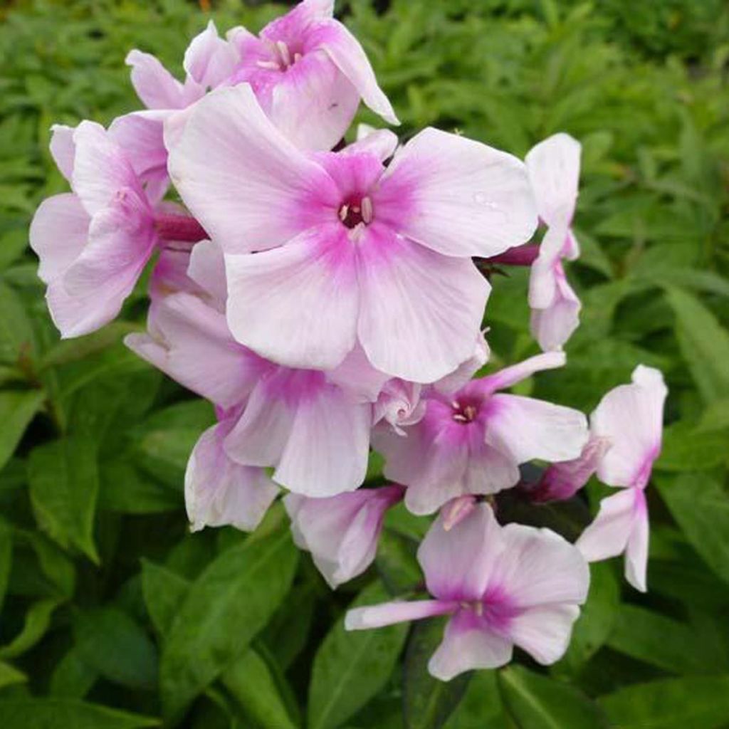 Phlox paniculata Bright Eyes