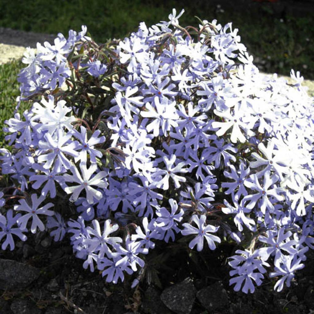 Phlox bifida Minima Colvin