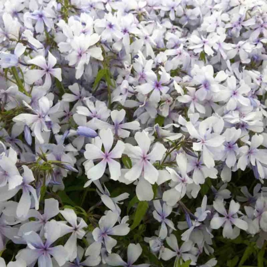 Phlox divaricata Dirigo Ice