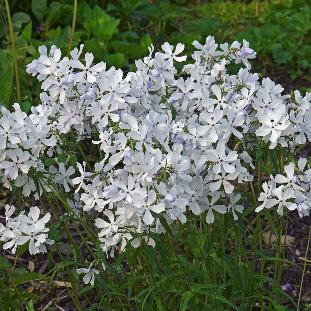 Phlox divaricata White Perfume