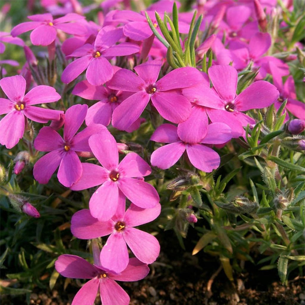 Phlox douglasii Waterloo - Phlox mousse