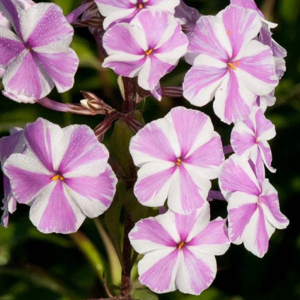 Phlox maculata Natasha