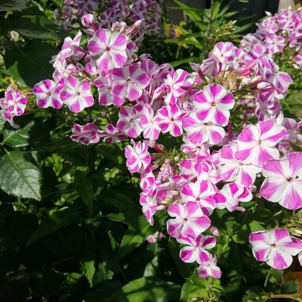 Phlox maculata Natasha