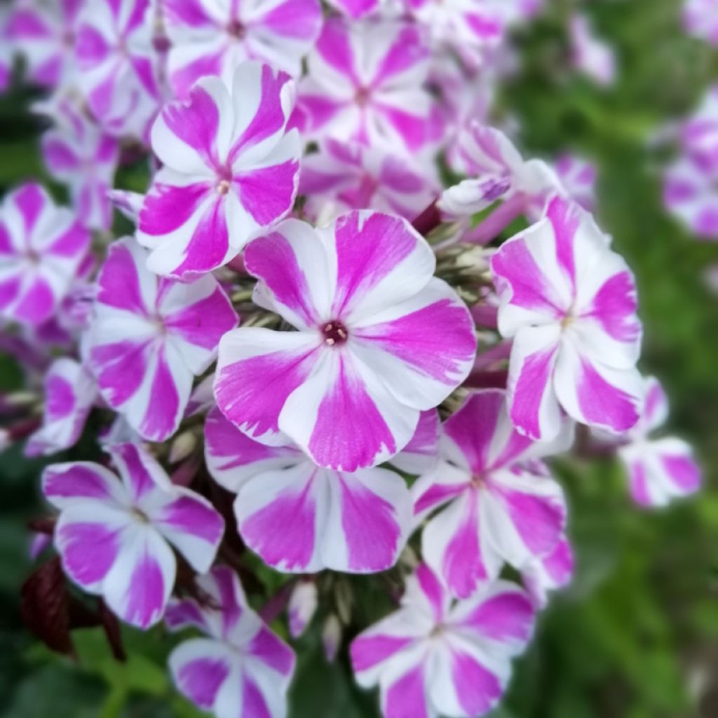 Phlox maculata Natasha