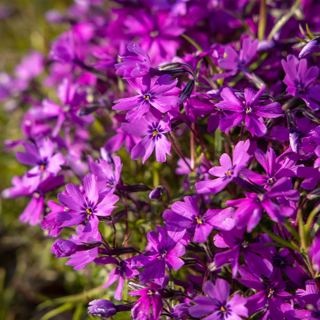 Phlox subulata Atropurpurea - Muscio rosa