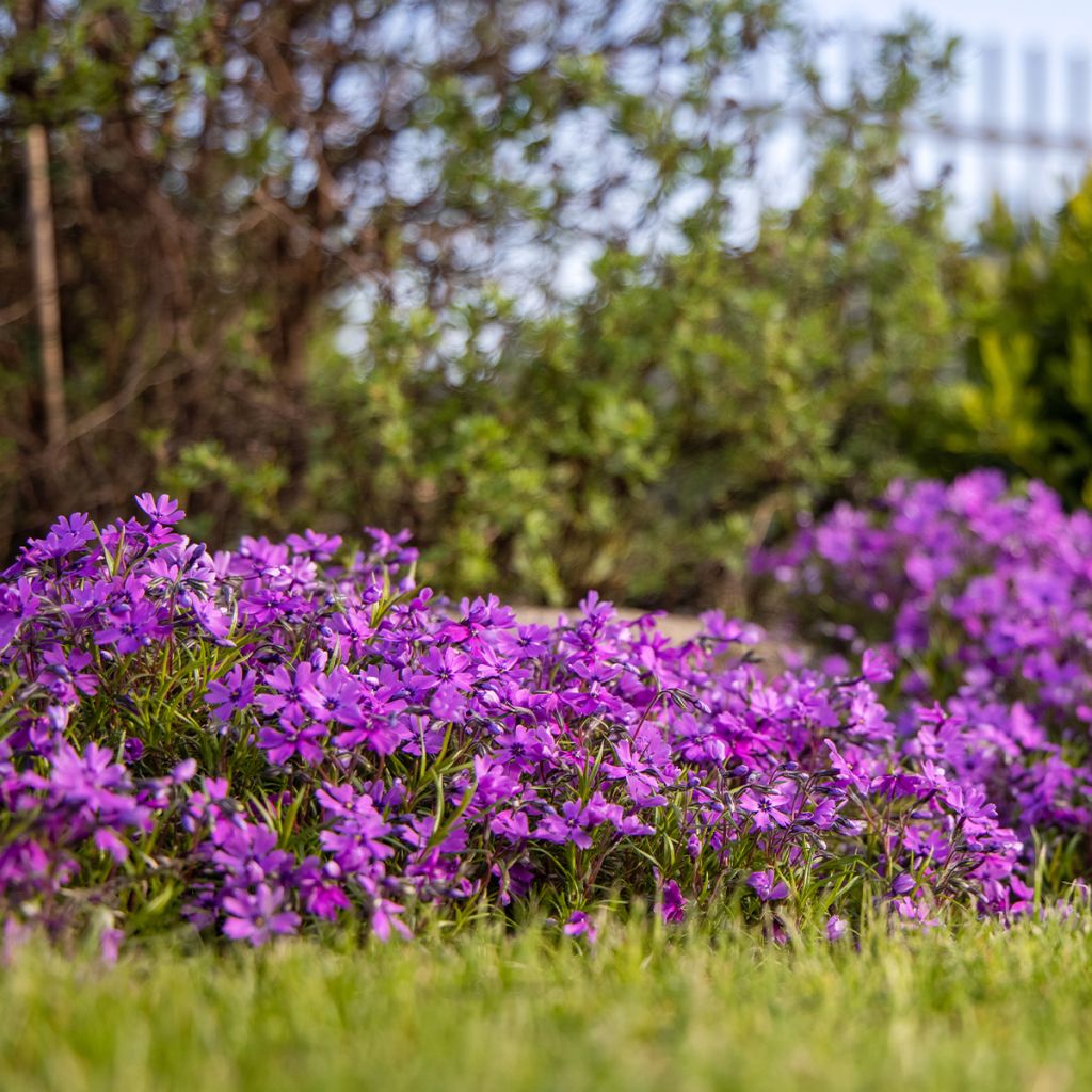 Phlox subulata Atropurpurea - Muscio rosa