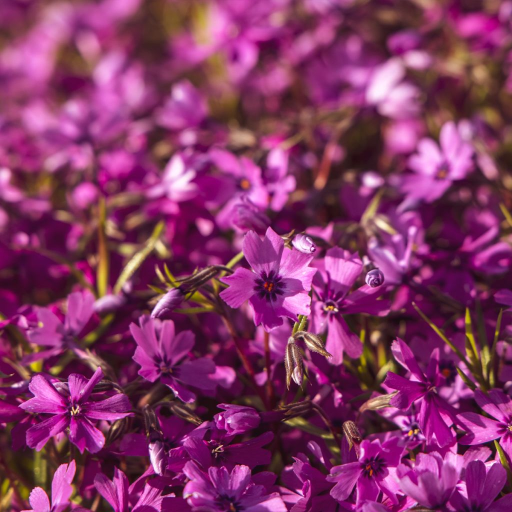 Phlox subulata Atropurpurea - Muscio rosa