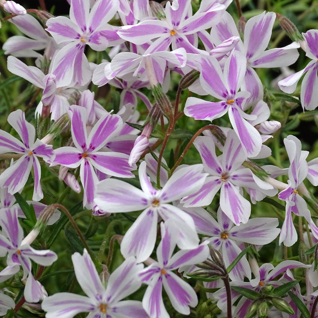 Phlox subulata Candy Stripes - Muscio rosa