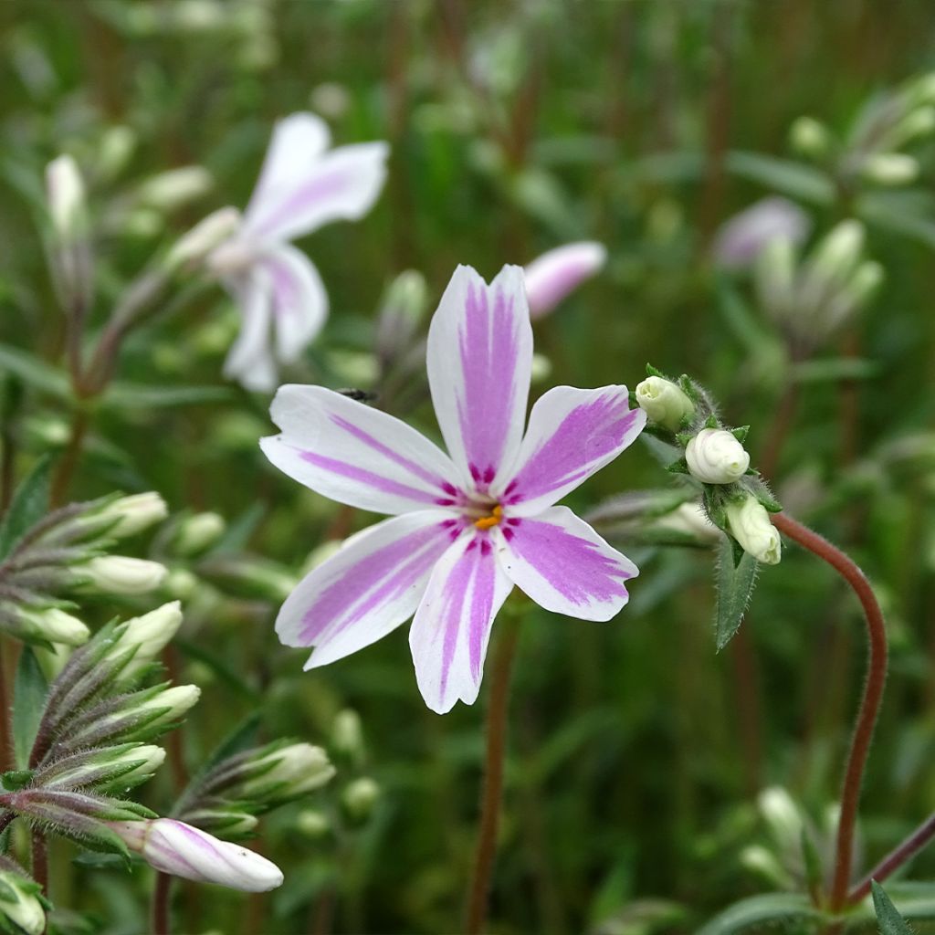 Phlox subulata Candy Stripes - Muscio rosa